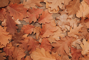Vibrant orange leaves on wooden background. Oak foliage background
