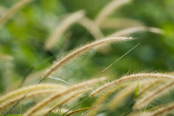 Close up of the dry sedge grass flutters in the wind