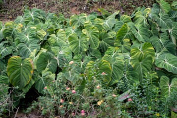 Defocus of a lots of wild Philodendron Gloriosum in the jungle.