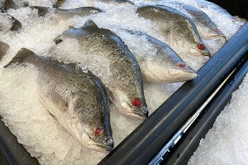 Unhealthy and not fresh raw fish with red eyes for sales in supermarket