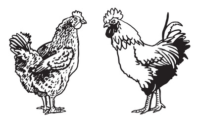 Set of vector rooster and hen isolated on white background, domestic animals, graphical elements