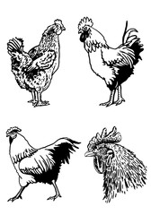 Set of  vector roosters isolated on white background, domestic animals, grahical elements