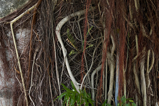 Different size of tree roots crawing on the stone wall