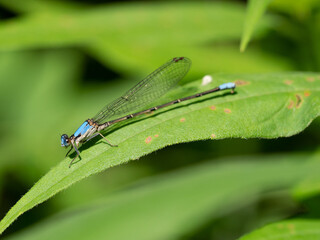 damselfly on a leaf
