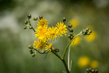 A crepis flower, known as hawksbeard, in the spring sunshine