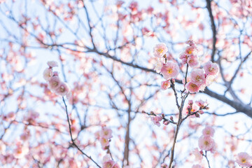 青空の下で満開の梅の花