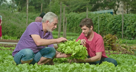 Naklejka na ściany i meble Father and adult son cultivating food at small organic farm. People growing lettuces. Family growing food showing green veggies
