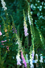 Common Foxglove flowers growing in green garden in spring season. Beautiful, colorful tubular pink and yellow flowering plants. Floral in between a dense lush environment or backyard summer foliage
