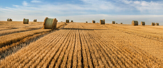 stubble after the wheat harvested in the field, bales of straw in rolls, on the horizon a corn...