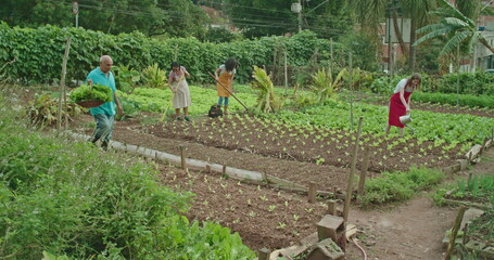 Community urban farmers growing food at small organic city farm. Local people cultivating green vegetables at farm