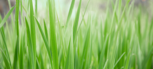Fototapeta na wymiar Green grass texture as background. Perspective view and selective focus. artistic abstract spring or summer background with fresh grass as banner or eco wallpaper. Leaves blur effect. Macro nature