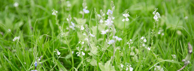 Green grass texture as background. Perspective view and selective focus. artistic abstract spring or summer background with fresh grass as banner or eco wallpaper. Leaves blur effect. Macro nature
