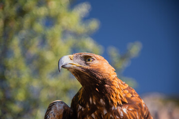 Golden eagle head details looking to the left