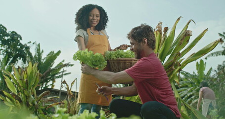 Obraz premium People at small organic urban community farm. Young man cutting lettuce and giving it friend holding basket. Person plucking vegetable from soil