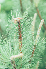 Christmas, New Year, winter banner with realistic christmas tree branches. Element for festive design, isolated on a blurred background. Macro eco wallpaper or postcard of spruce, pine or needles
