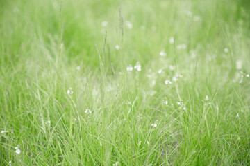 Green grass texture as background. Perspective view and selective focus. artistic abstract spring or summer background with fresh grass as banner or eco wallpaper. Leaves blur effect. Macro nature
