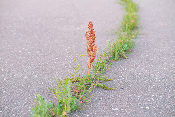 bright plant and green grass grow in crack in the asphalt, line of grass divides the road surface in half
