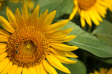 Fototapeta premium ひまわりとミツバチ