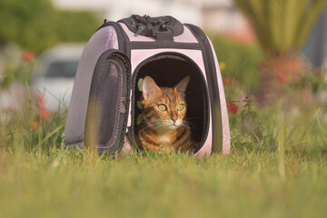 A cat lying in a carrier on the green grass in a city park.