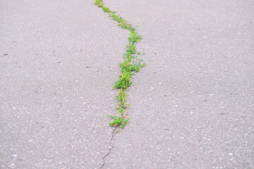 thin line of grass breaking through the asphalt as a background, a craving for life