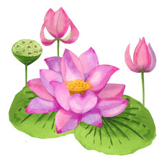 Pink Lotus watercolor on white background