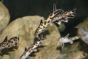 synodontis polli white tanganjika see 