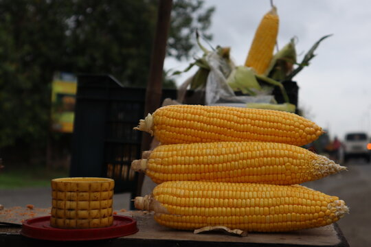 Street Food Stall Preparing Sweet Corn For Roasted Corn In Monsoon.