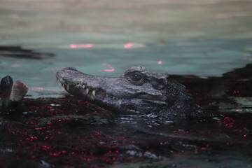 crocodile head