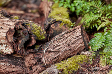My garden. An old, mossy tree stump in the forest showing a biological lifecycle. Closeup of a tree being cut down for deforestation after erosion. Macro details of wood and bark in the wilderness.