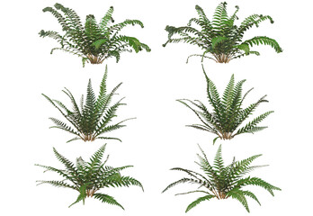 Plants and shrubs on a white background © jomphon