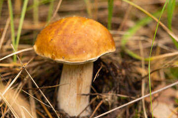 White mushroom growing in the autumn forest. Boletus. picking mushrooms