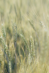 Bright ripe grain field. Yellow wheat against the blue sky. Harvesting period banner. Close up of ear of wheat, rye, barley, millet. Agriculture concept. Rich harvest background. Label design.