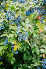 Beautiful blue berries on bushes outdoors in nature. Flora of a country garden. Ornamental bushes in the park. The Magonia bush.