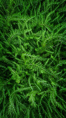 Abstract background of fluffy green shrub on tropical coast