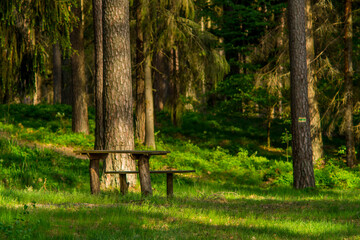 Wooden bench and table in a coniferous forest. Spring time