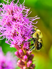 Common eastern bumble bee pollinates a purple dense blazing star 