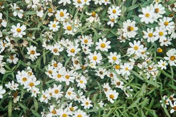 White chamomiles on green grass. Field of daisies
