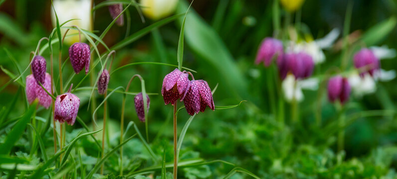 Colorful purple flowers growing in a garden. Closeup of beautiful fritillaria biflora also know as chocolate or checker lily plants with vibrant petals blooming and blossoming in nature in spring