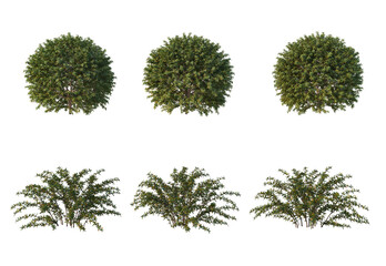 Fototapeta premium Plants and shrubs on a white background