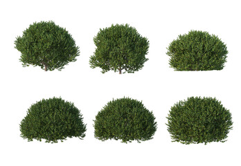 Plants and shrubs on a white background