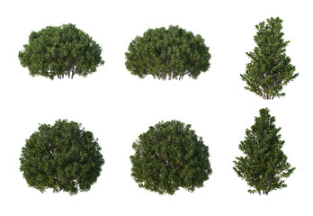 Obraz premium Plants and shrubs on a white background