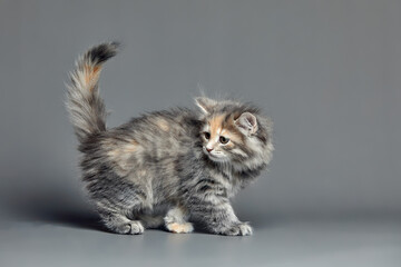 Cute fluffy kitten against gray background. Space for text