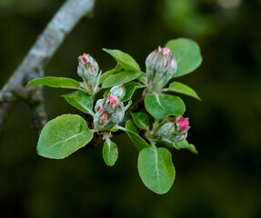Copy space closeup of paradise apple flowers growing on green tree branch on sustainable orchard countryside farm with bokeh background. Farming fresh, healthy snack fruit for nutrition and vitamins