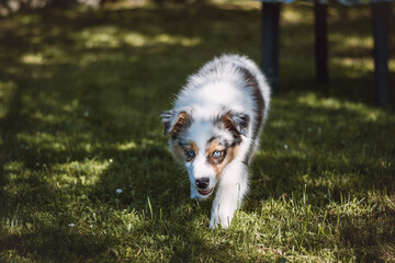 Australian Shepherd puppy runs around the garden among the fruit trees and enjoys the feeling of freedom. Blue-eyed female with black and brown spots on her white coat
