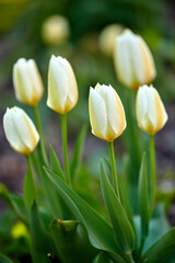 White garden tulips growing in spring. Closeup of didiers tulip from the tulipa gesneriana species with vibrant petals and green stems blossoming and blooming in nature on a sunny day in spring
