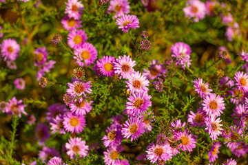 Obraz premium daisy osteospermum flowers floral background. flowering nature beauty