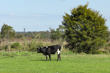 Cow in black and white colors in a green field, with tree and bushes in the background, and the blue sky.