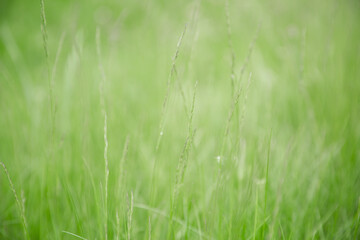 Obraz na płótnie Canvas Green grass texture as background. Perspective view and selective focus. artistic abstract spring or summer background with fresh grass as banner or eco wallpaper. Leaves blur effect. Macro nature.