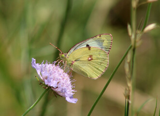 Papillon jaune sur fleur mauve, genre Colias, protection de la nature et biodiversité