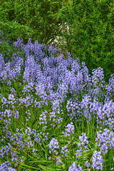 Beautiful spanish bluebell or hyacinthoides hispanica foliage with vibrant petals blooming and blossoming in nature on a sunny day in spring. Closeup of colorful purple flowers growing in a garden